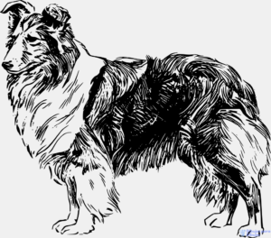 Dibujos de Perros a lapiz