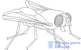 caricatura de mosca