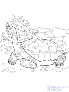 como dibujar una tortuga marina