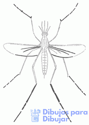 cómo dibujar un mosquito