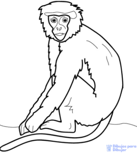 dibujos de monos animados