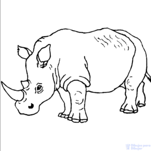 dibujos para colorear de rinocerontes