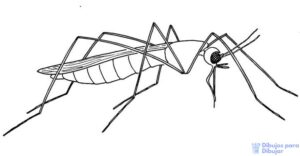 foto mosquito