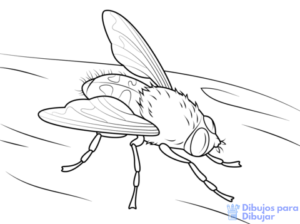 imagenes de moscas animadas