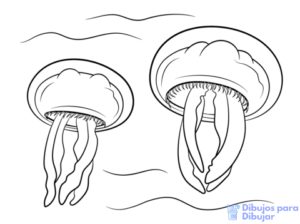 imagenes de una medusa para colorear