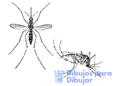 informacion sobre el dengue y fotos