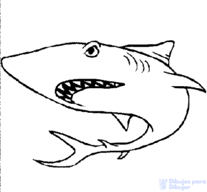 tiburon ballena dibujo