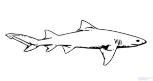tiburon blanco dibujo